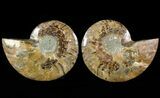 Sliced Fossil Ammonite Pair - Agatized #46509-1